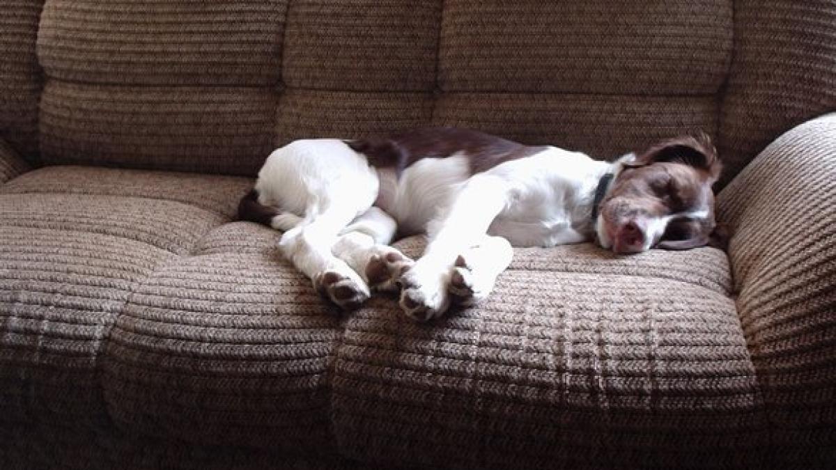 ce se intampla cu persoanele care dorm alaturi de animalele lor