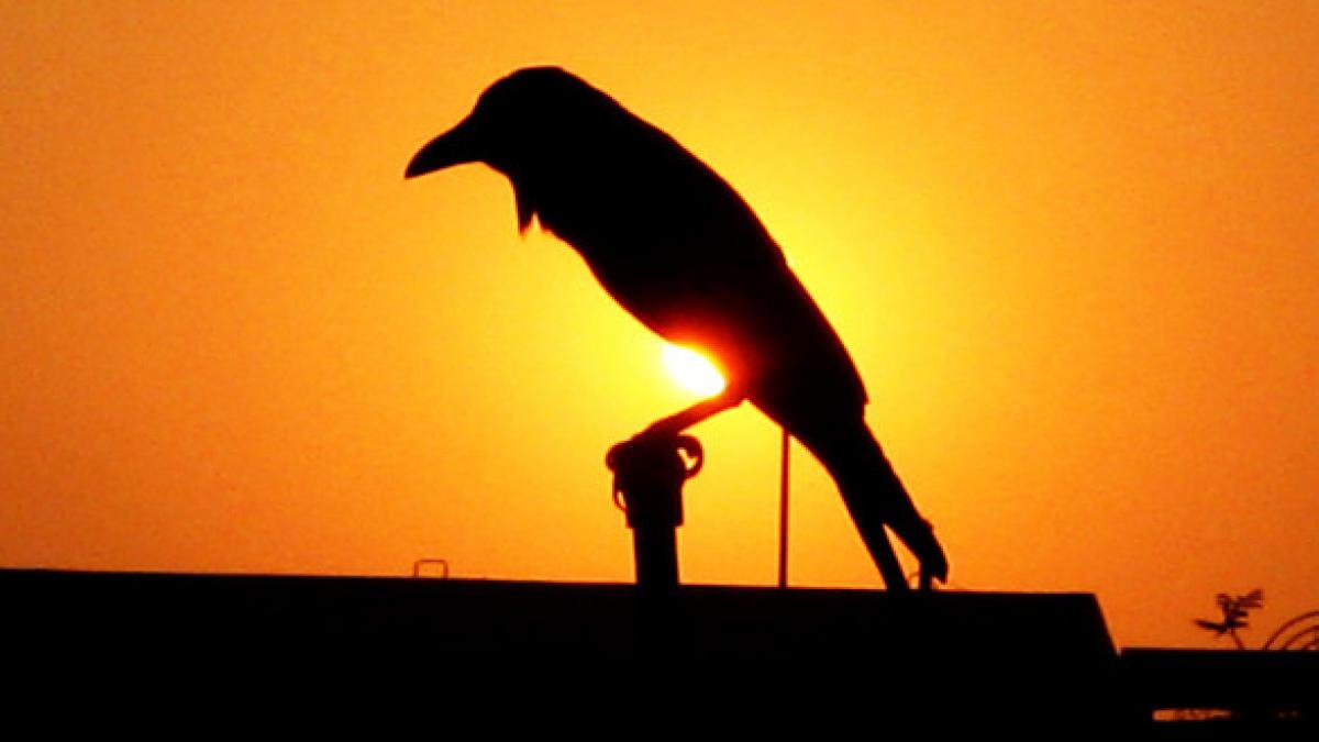 concurs la timisoara cine scapa orasul de ciori primeste un premiu