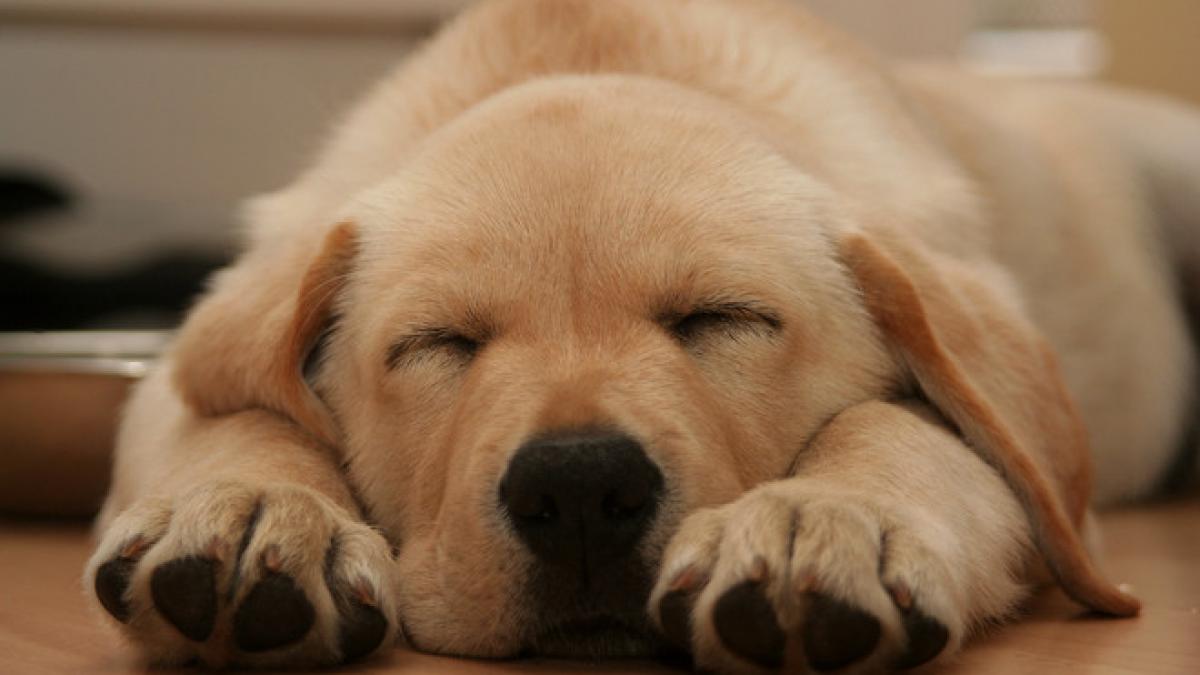 caini vitro eprubeta