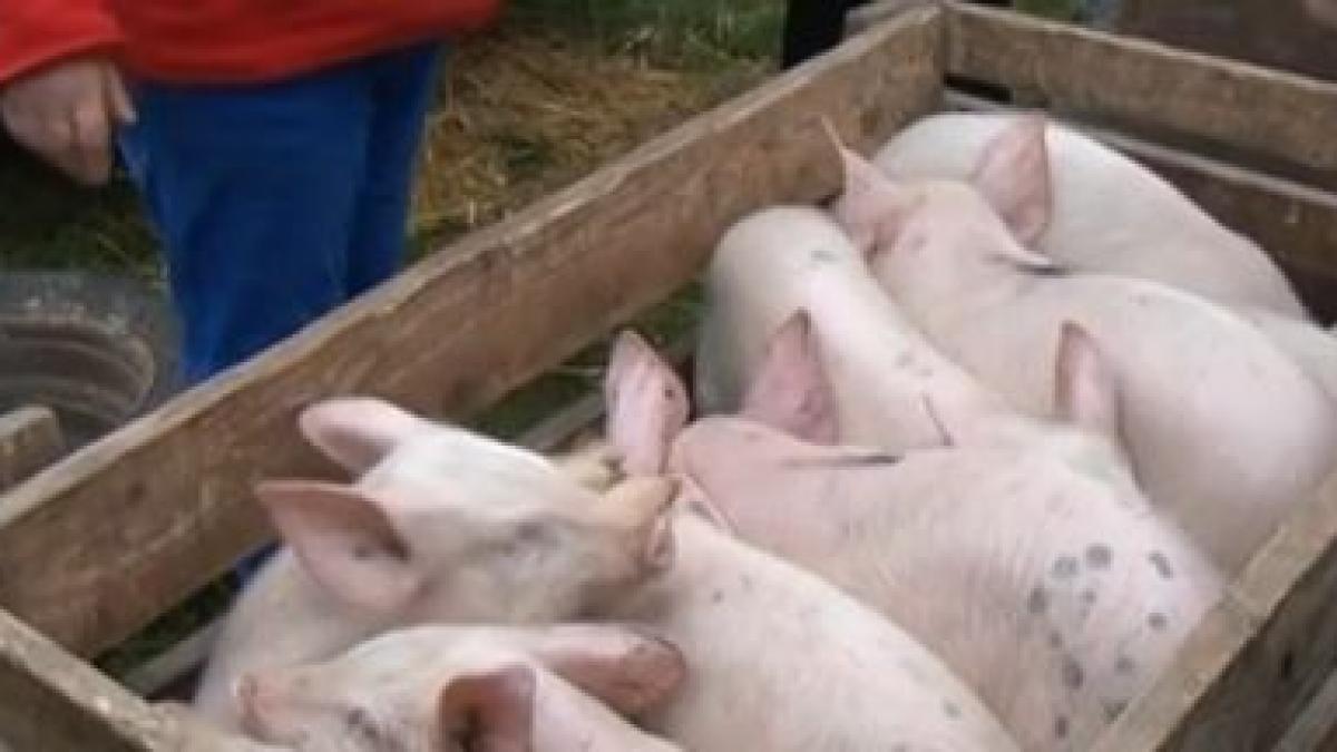 porci vanzari craciun