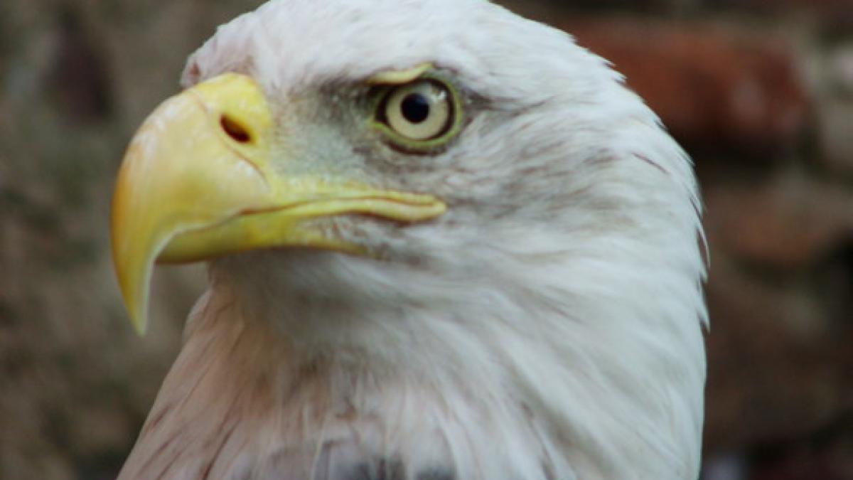 un vultur i a dat batai de cap lui donald trump in timpul unei sedinte foto