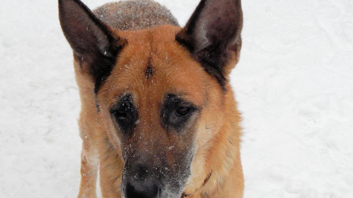 caini politisti inlocuiti cu gaste