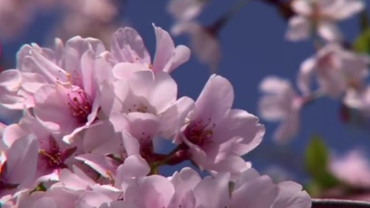 ciresi washington vreme caldura