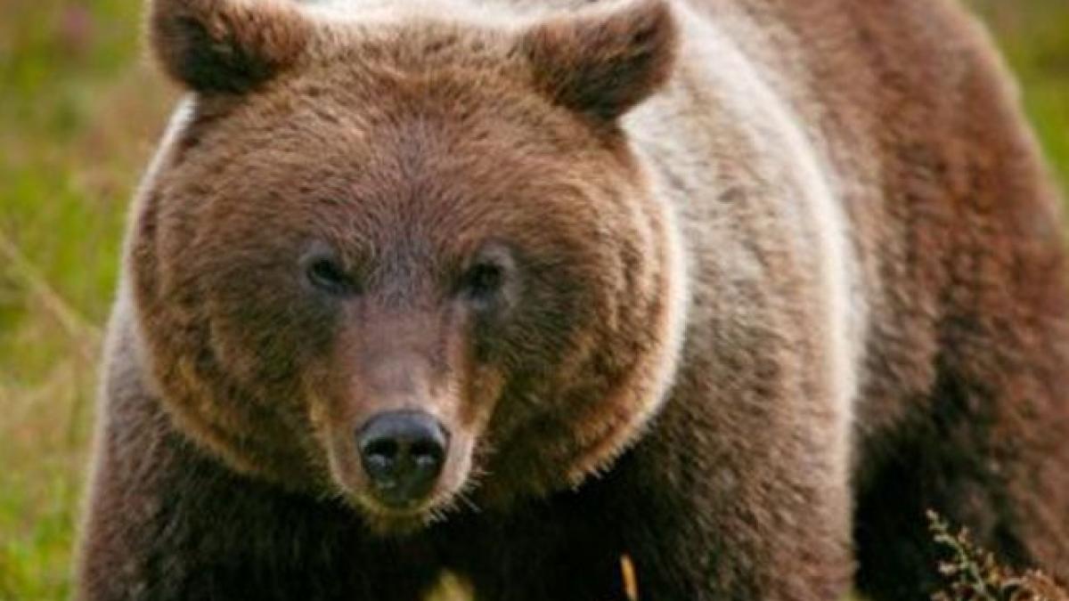 un urs a ajuns pe ulitele unei localitati din bacau