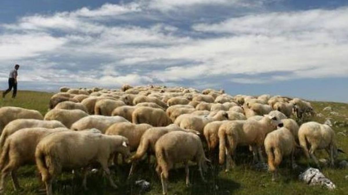 ce spune seful comisiei de agricultura din senat despre protestul crescatorilor de oi