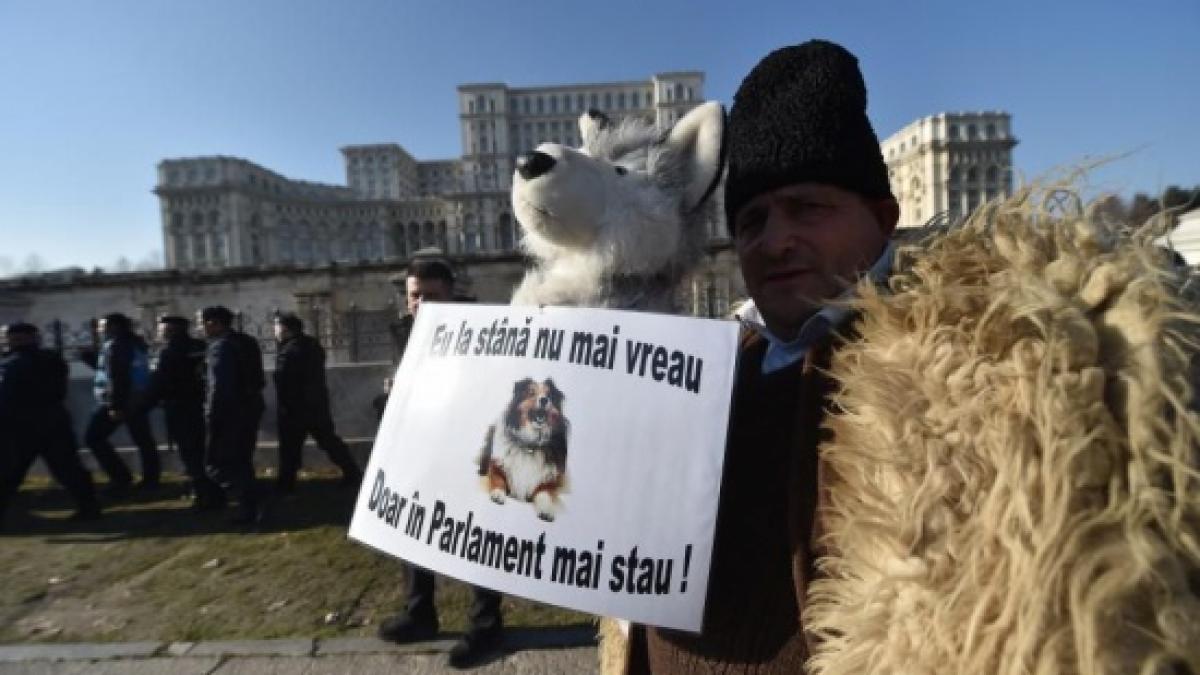solutii proteste ciobani caini stana