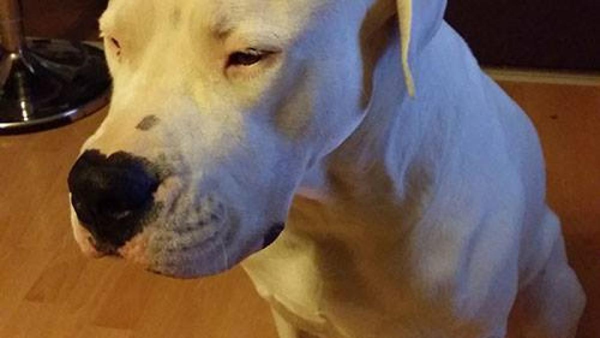 taifun dog argentinian