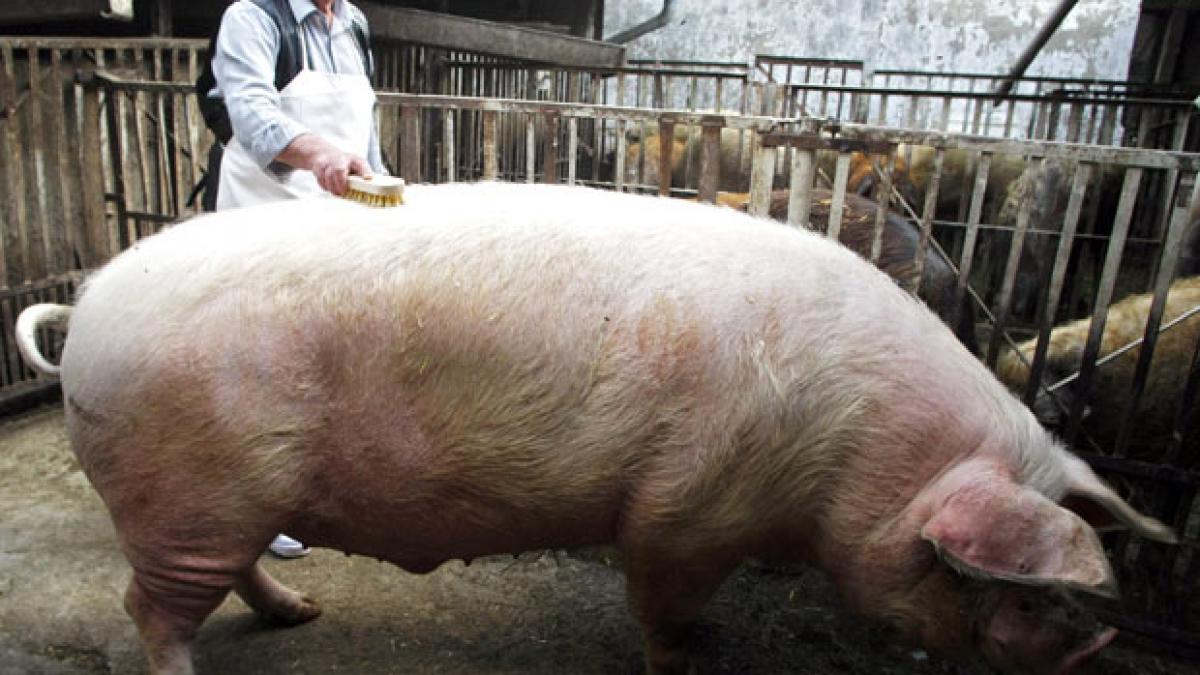 porc de 150 de kilograme parlit cu acord de la isu
