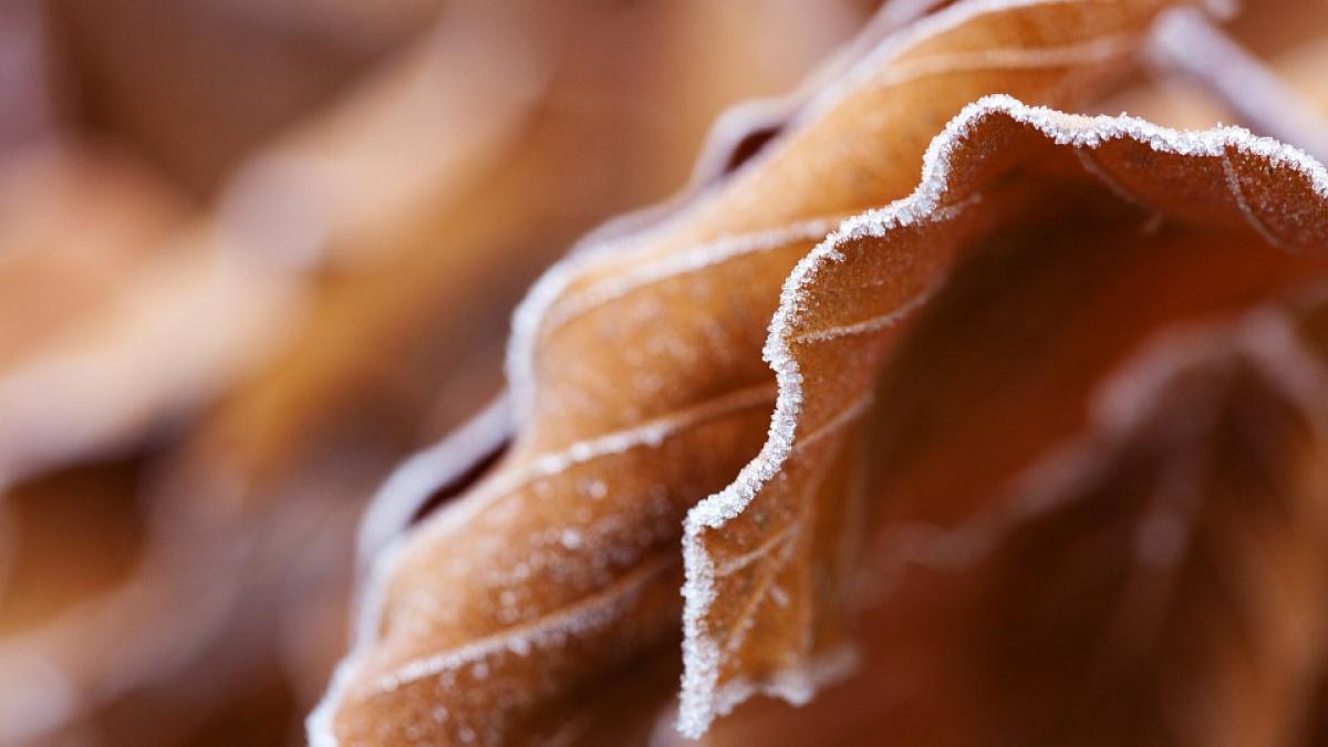 de craciun ne rasfatam la temperaturi de primavara cum va fi vremea de revelion