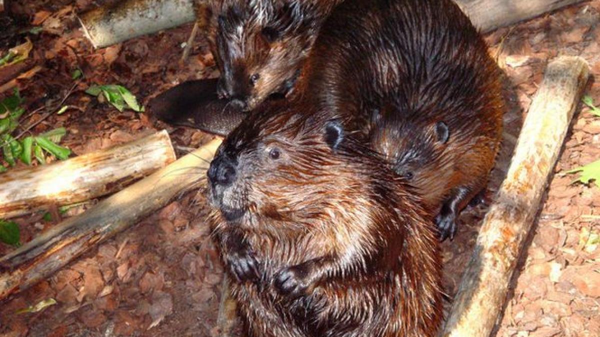 aeroport brasov castori