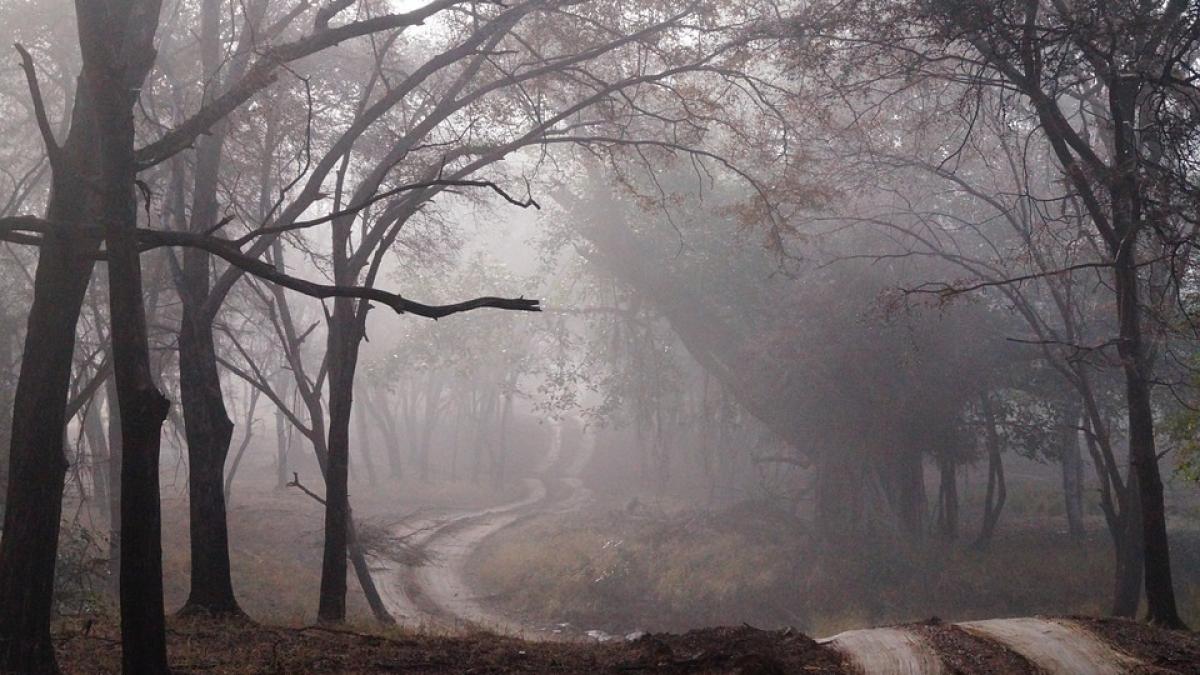 cod galben ceata sapte judete