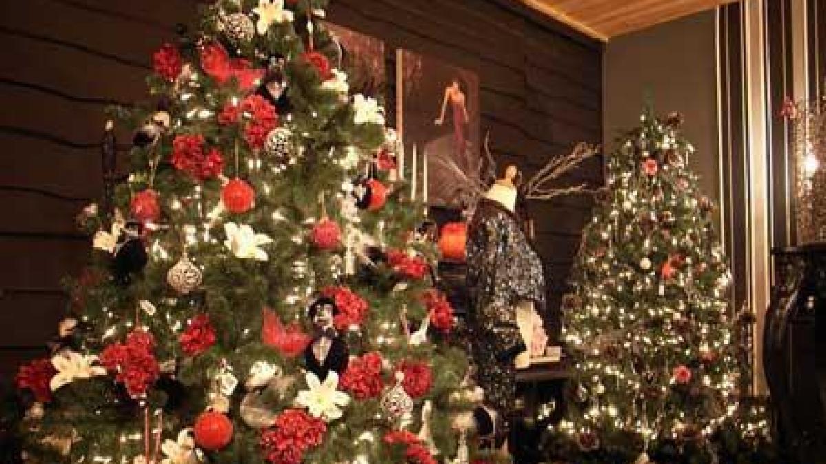 cum tii bradul de craciun verde saptamani in sir