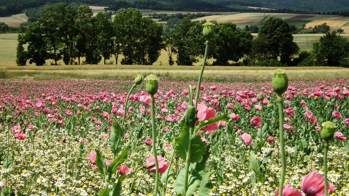 droguri statul islamic turcia
