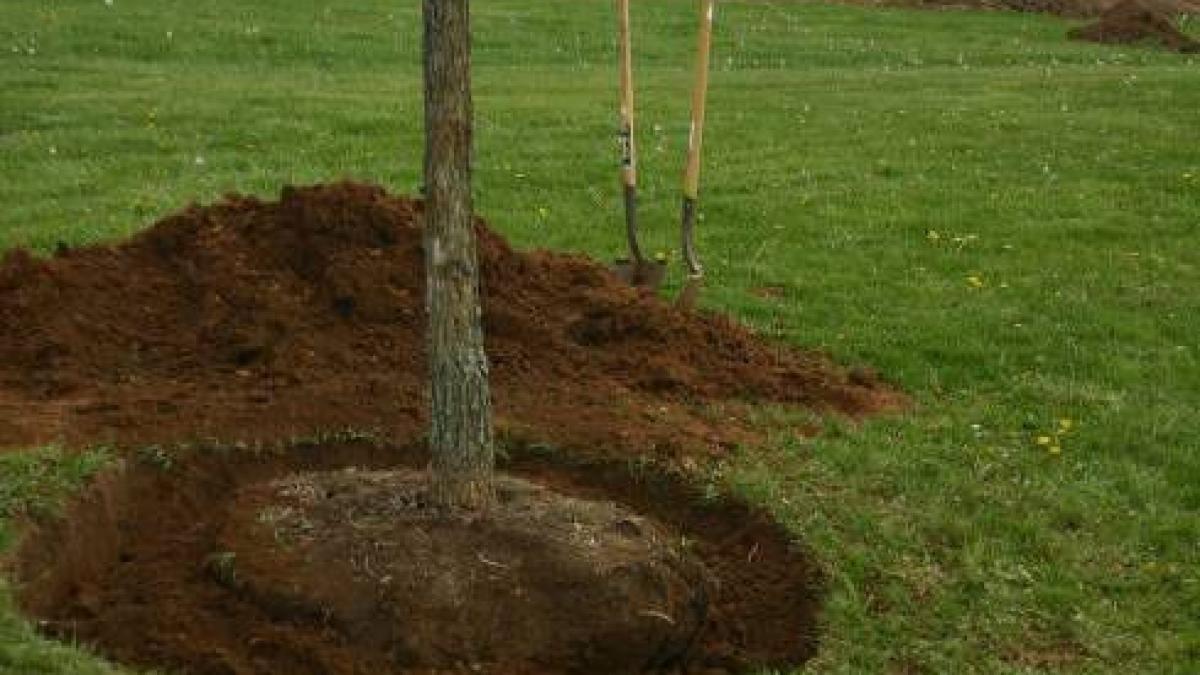 p daruieste sanatate planteaza un copac fara efort este cel mai bun dar care il poti face pentru
