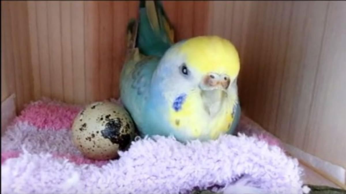 papagal ou clocit prepelita