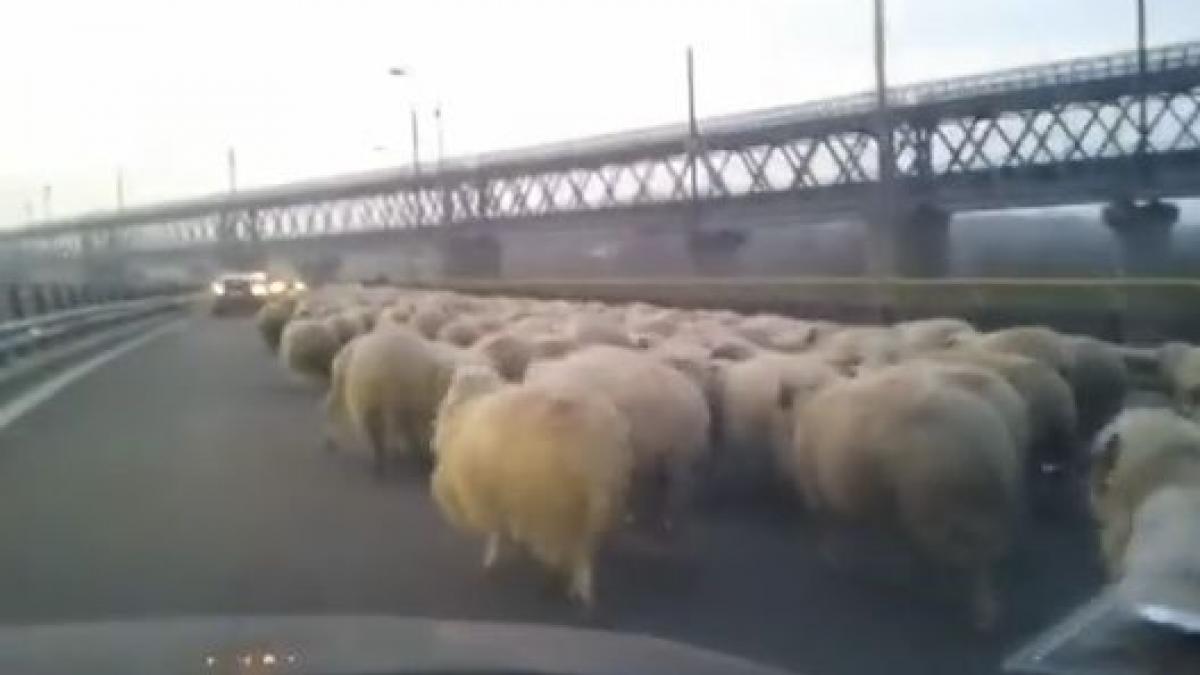 turma de oi pe autostrada soarelui imaginile cu sute de ovine pe podul de la fetesti