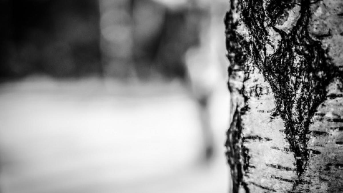 vremea prognoza meteo