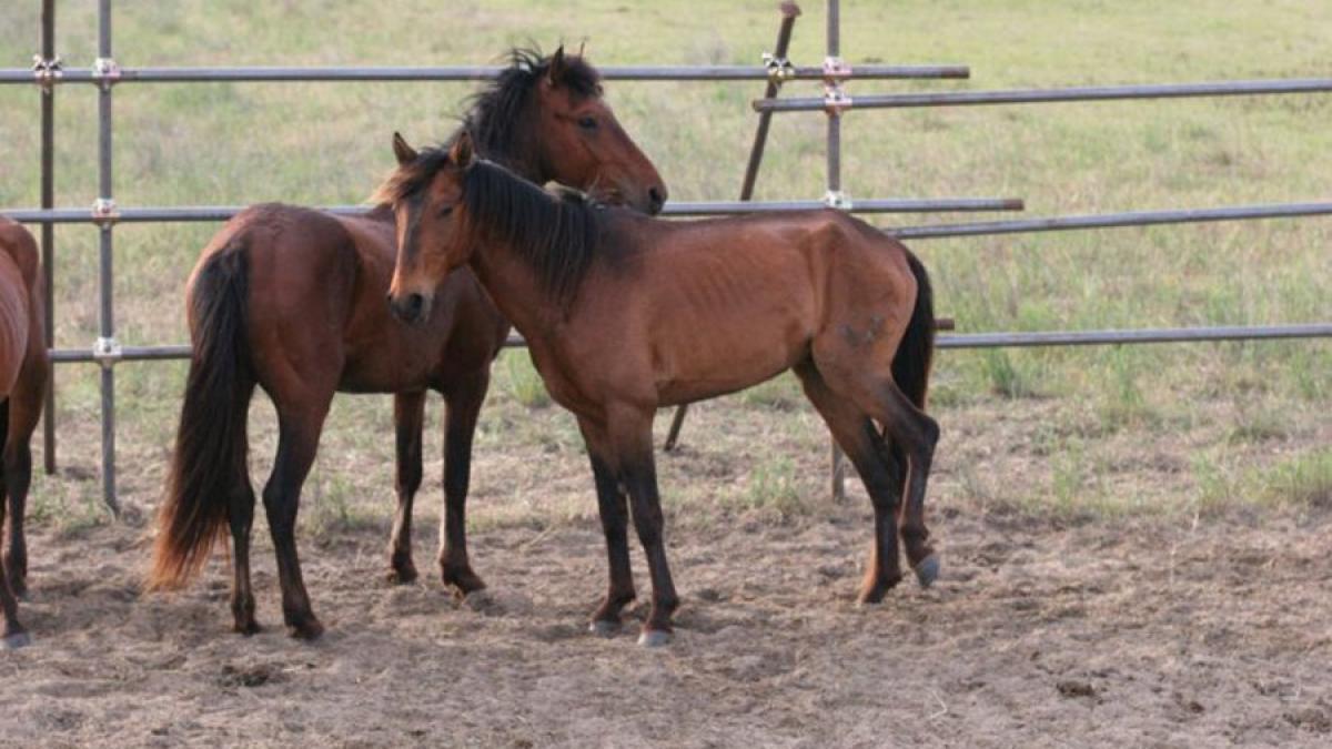 barbat batut la festivalul de datini si obiceiuri