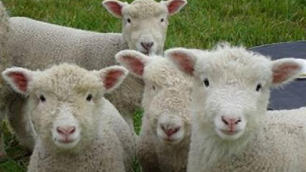 produs in tara ta super oile create langa botosani