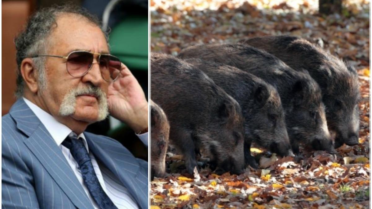 mistretii lui ion tiriac fac pui la 300 de kilometri de balc