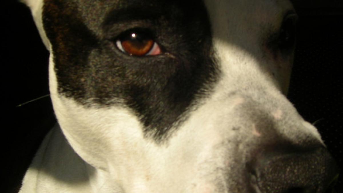 caini salvati cu elicopterul ca sa nu devina hrana pentru crocodili