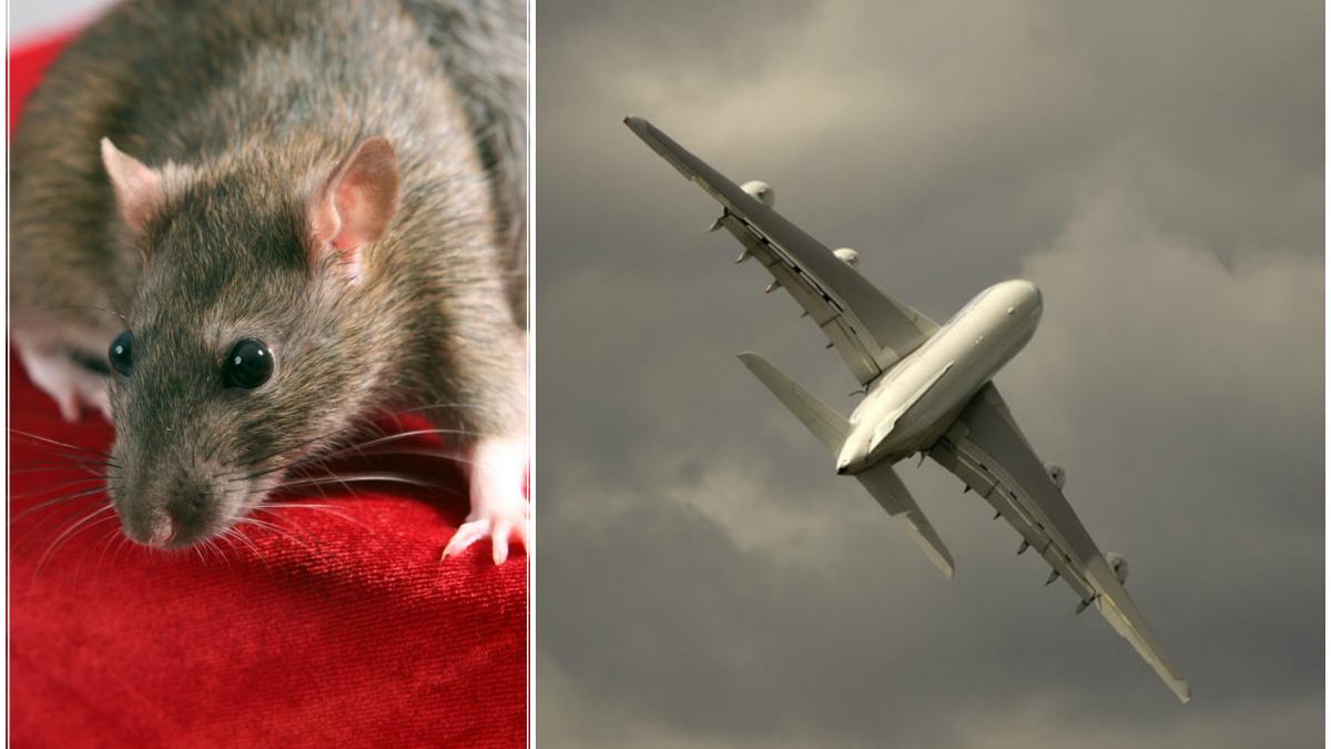 teama de sobolani a intors din drum un avion care zbura spre londra