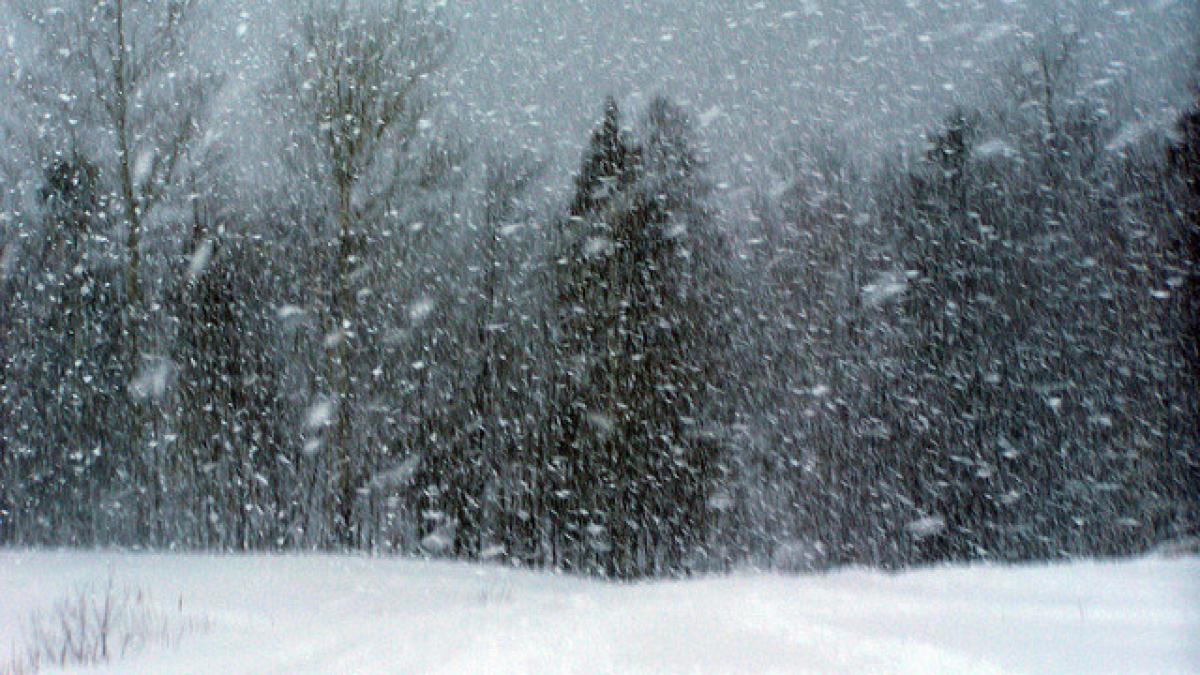 cod galben de ninsori si ger