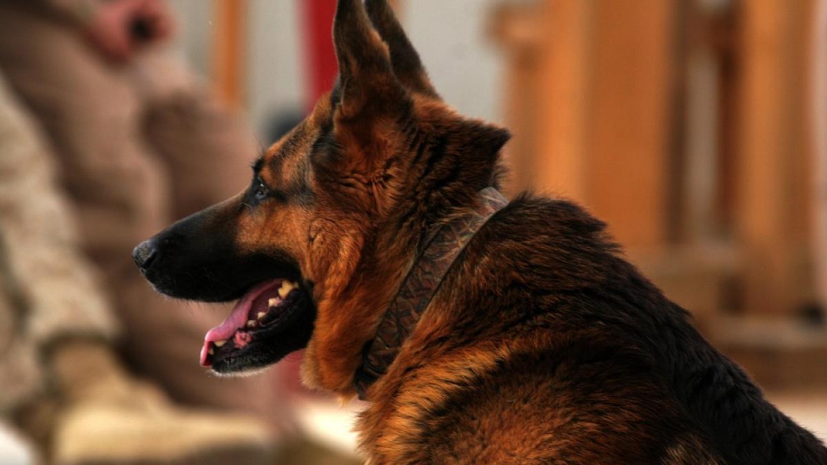 petitie antena3 salvare caini eroi