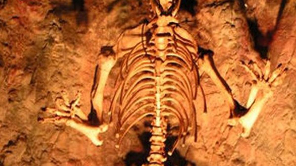 descoperire infricosatoare sub cladirea unei scoli