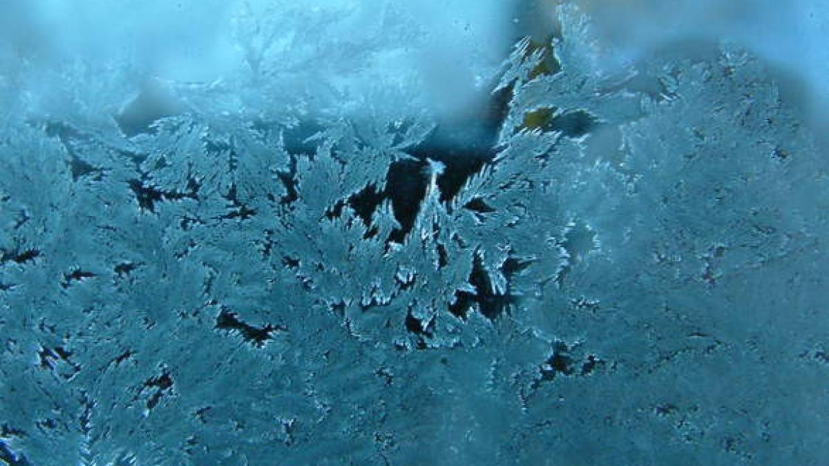 ger siberian in romania recomandarile ministerului sanatatii pentru populatie