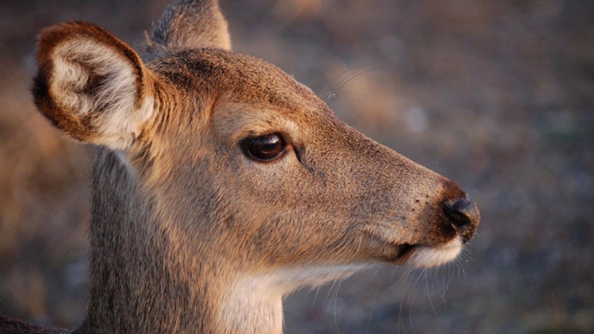 si a riscat viata ca sa salveze o caprioara imagini emotionante