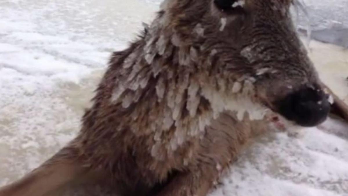 si a riscat viata pentru a salva o caprioara de la inghet gestul sau eroic a facut inconjurul lumii