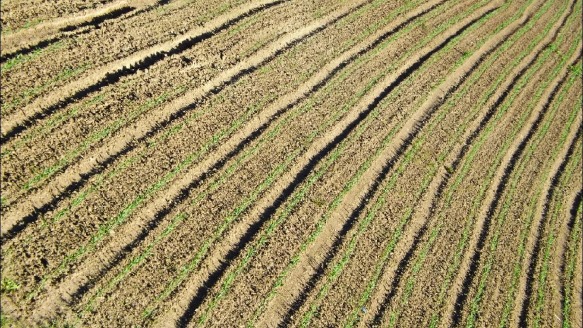 agricultura ecologica afacere romani