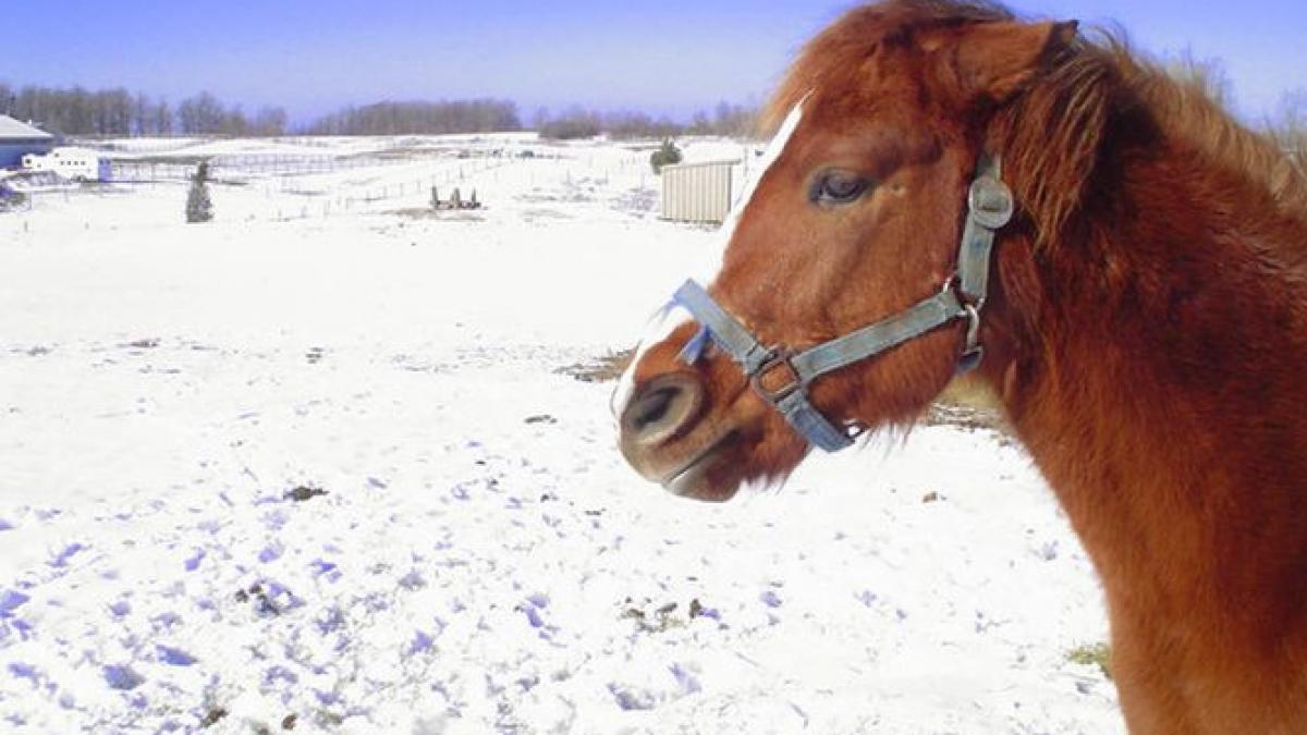 deszapezire cu cai dambovita