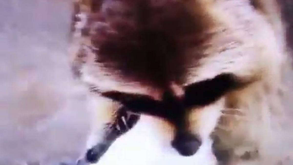 imaginile care au intristat internetul a fost fericit pentru o clipa apoi s a intamplat nenorocirea