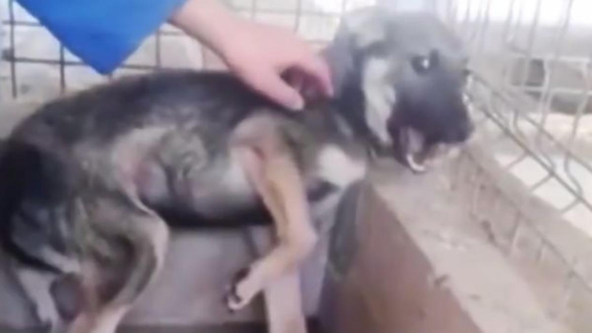 caine maidanez kayne romania