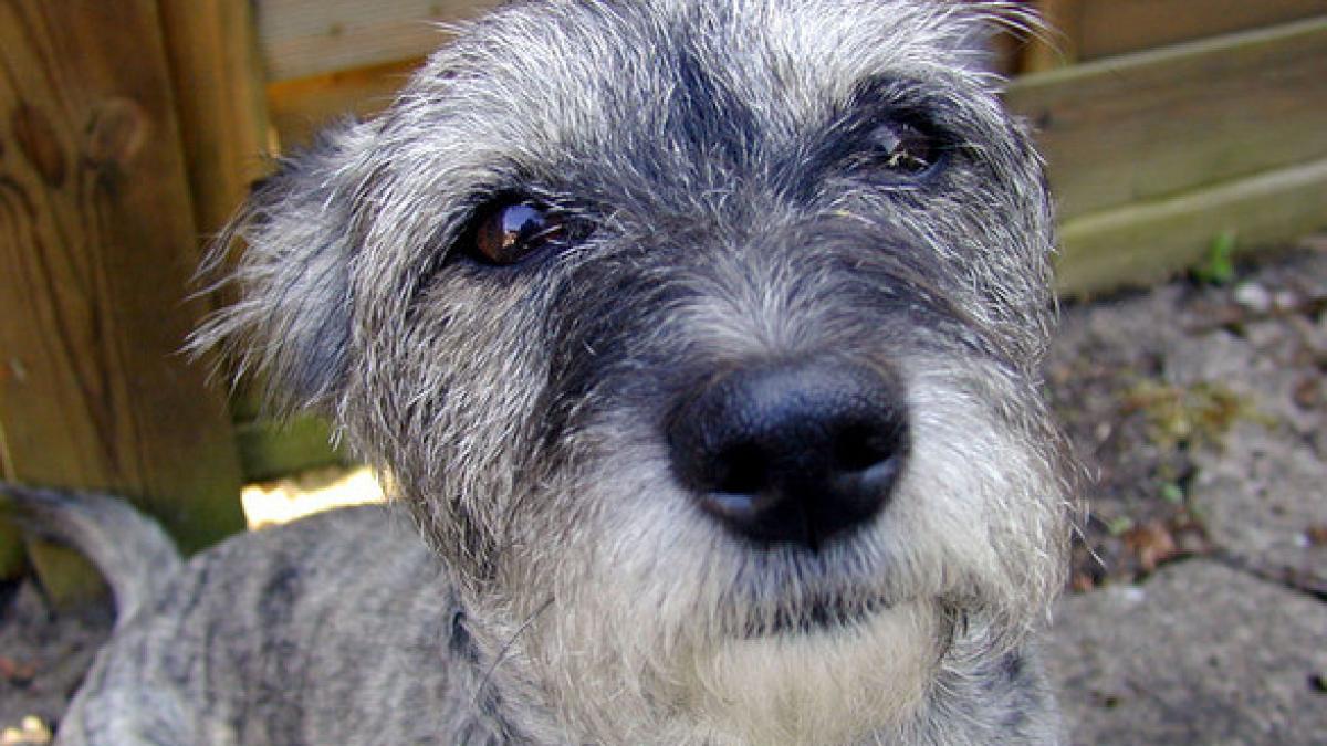 arata a orice numai a caine nu povestea impresionanta a unui catel salvat de la moarte sigura