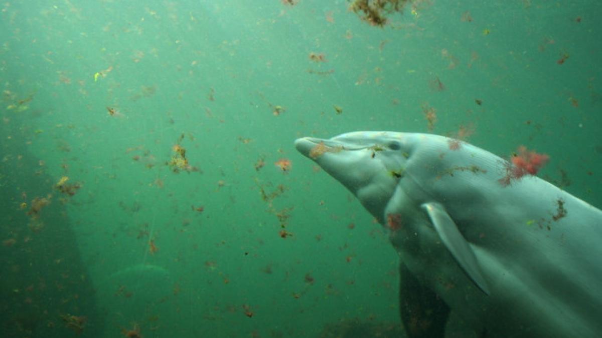 parintele dabija a intrat in delfinariu ce au facut mamiferele marine cand preotul s a apropiat de