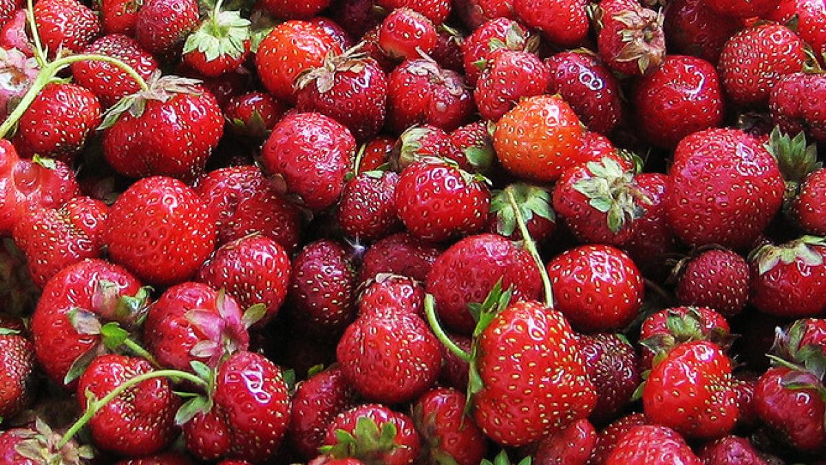 locuri de munca capsunari spania