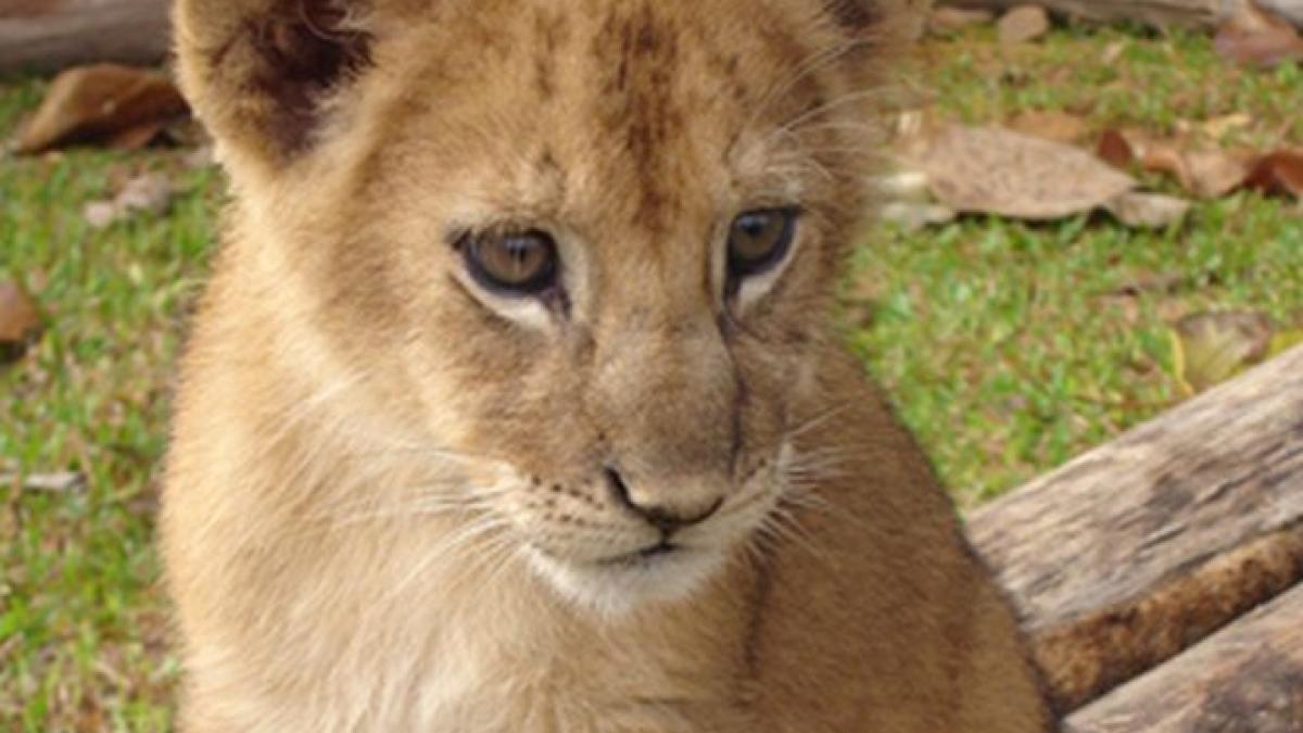 pui de leu crescut intr un birou din romania