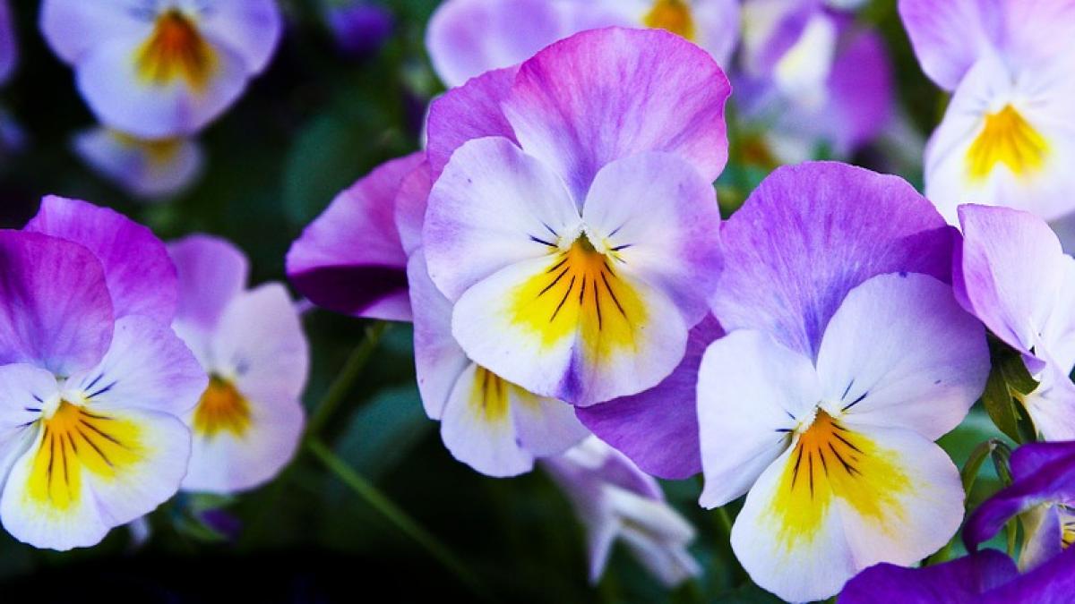 capitala primarii raport curte avere