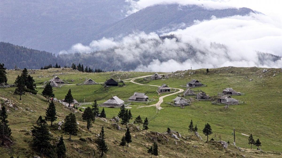 cioban beat cautari timis