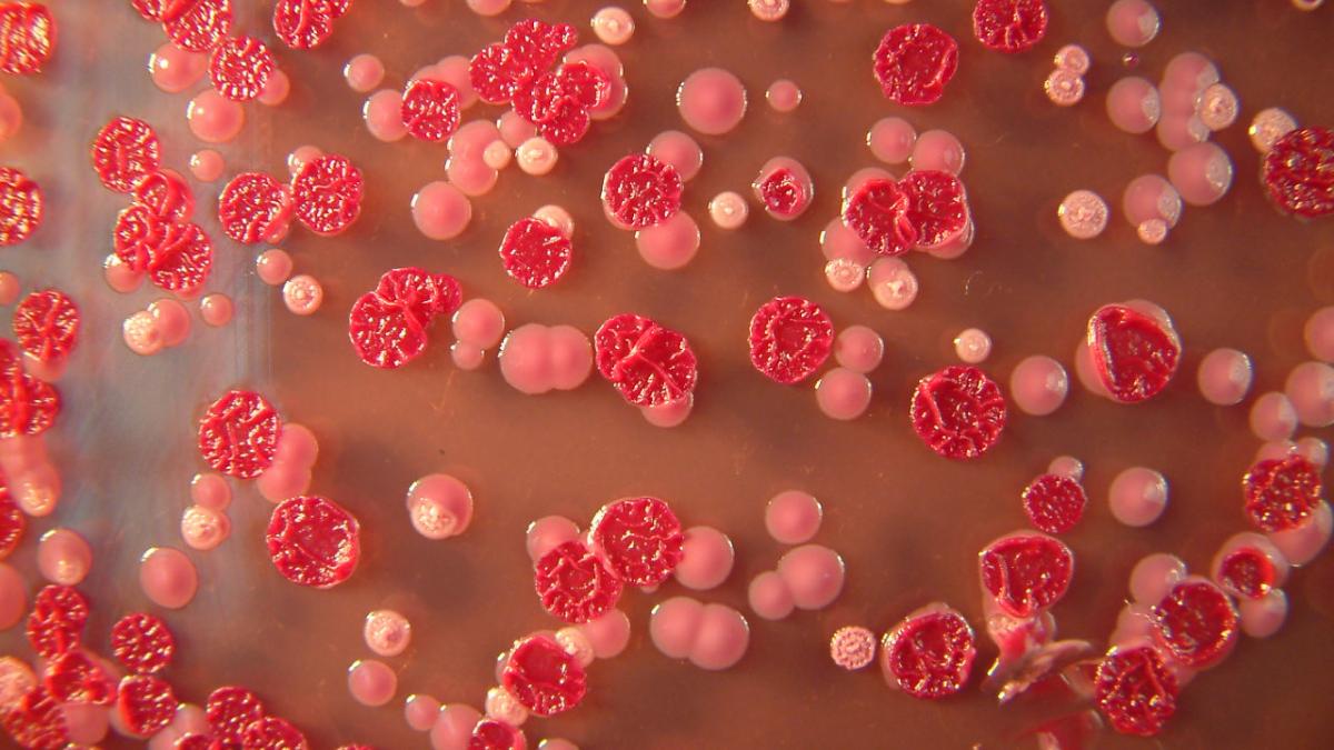 boala noua melioidoza