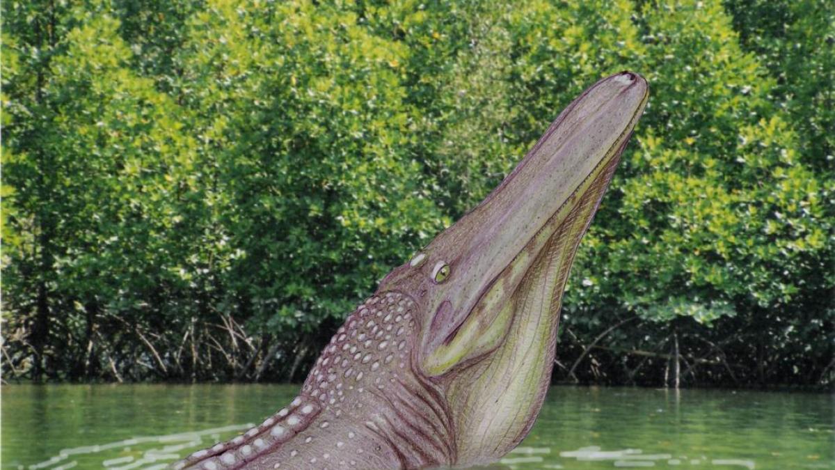 crocodil marin dimensiuni monstruoase