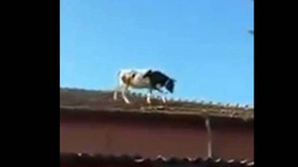 o vaca s a plimbat nestingherita pe un acoperis ce a patit animalul sub privirile uimite ale