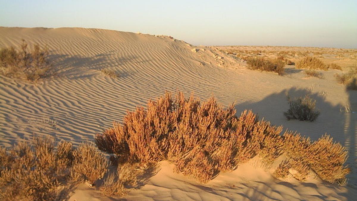 sirieni blocati in desert