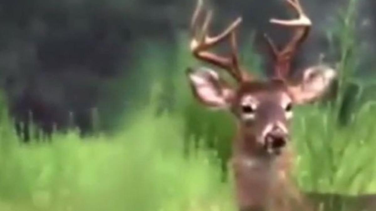 au incercat sa vaneze un cerb si au avut parte de surpriza vietii lor