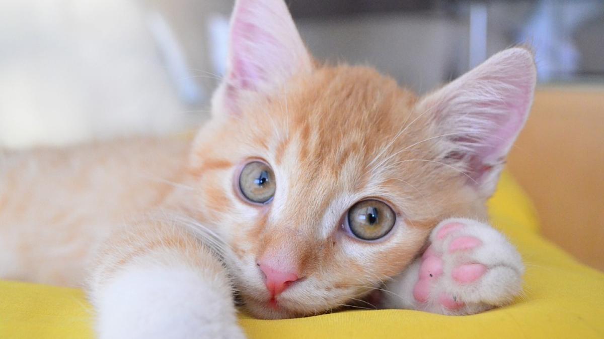 ce nu face un pisoi adorabil pentru biberonul lui cu lapte video