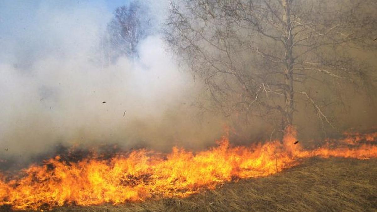 mafie paduri incendiere zone defrisate