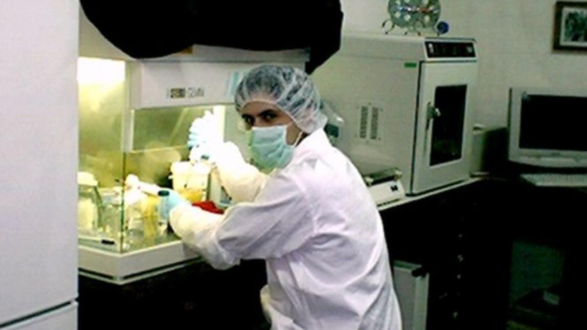 experiment controversat al oamenilor de stiinta hibrizi om animal crescuti pentru transplant de